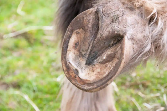ABCES DE PIED
