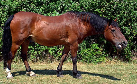EMPHYSEME PULMONAIRE