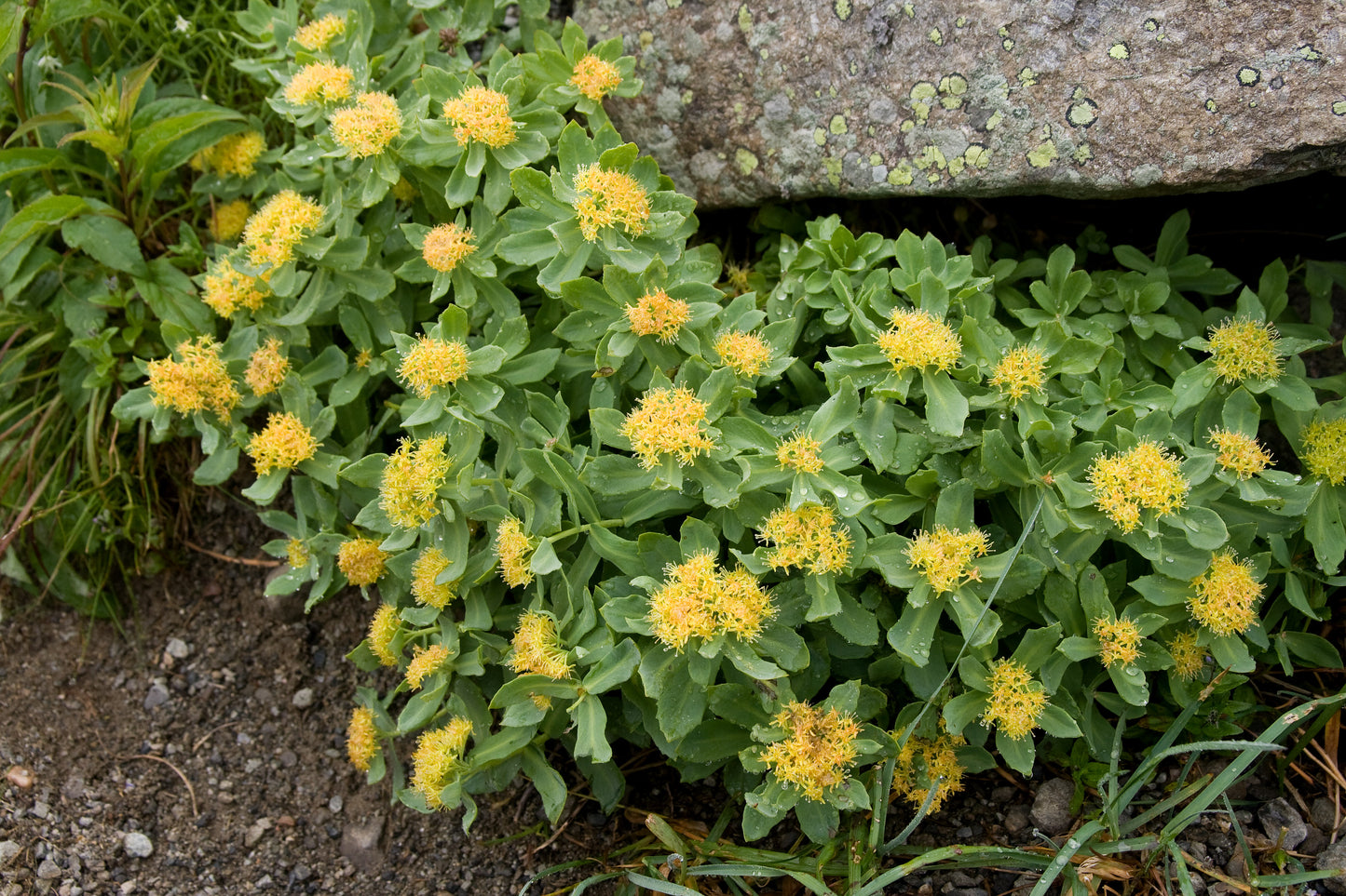 RHODIOLA résistance à l'effort