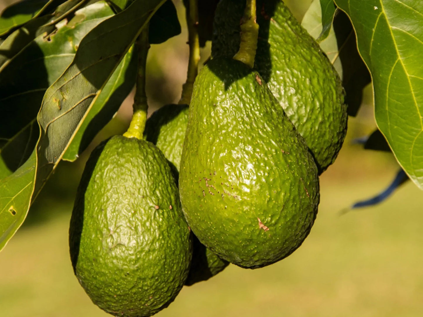 HUILE D'AVOCAT