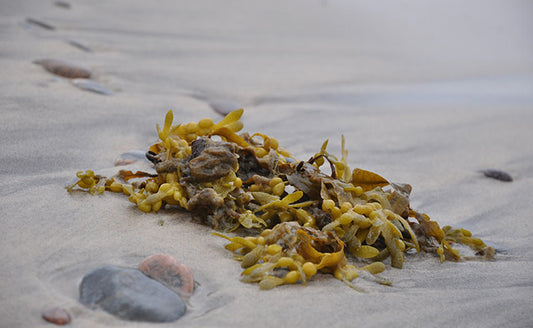 ALGUES MARINES FUCUS revitalisante