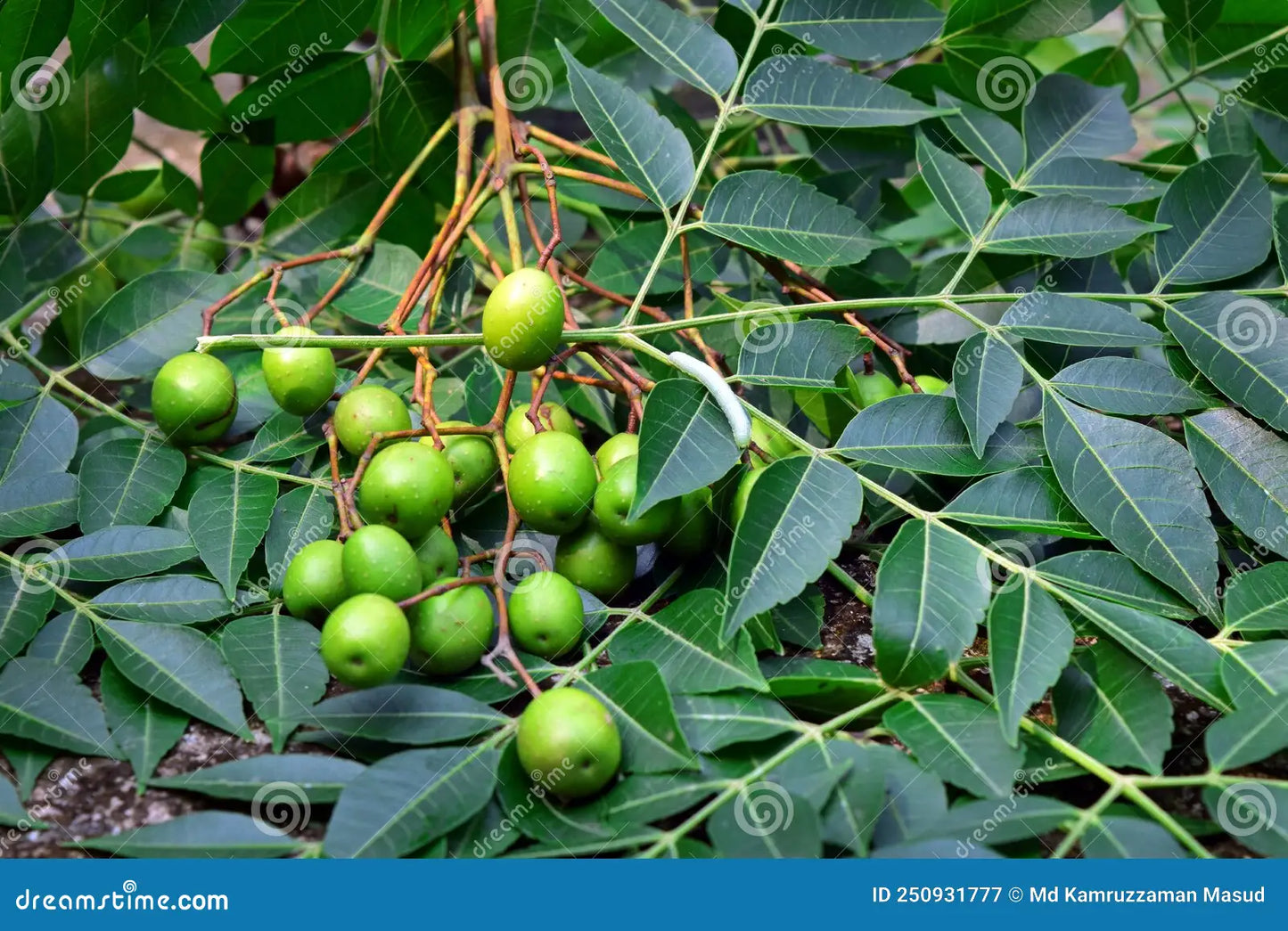 HUILE VEGETALE DE NEEM anti parasiatire