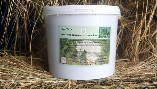PLANTAIN voies respiratoires
