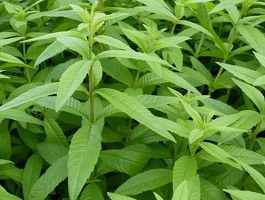 VERVEINE estomac et stress