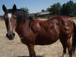 SYNDROME METABOLIQUE EQUIN OU SME