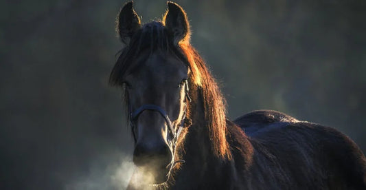 BRONCHITE