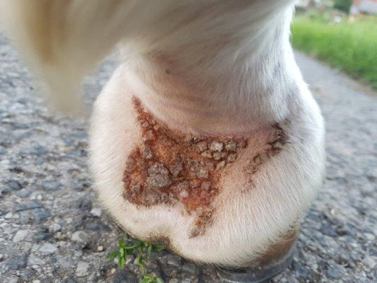 ECZEMA DU PATURON ( Galle de boue)