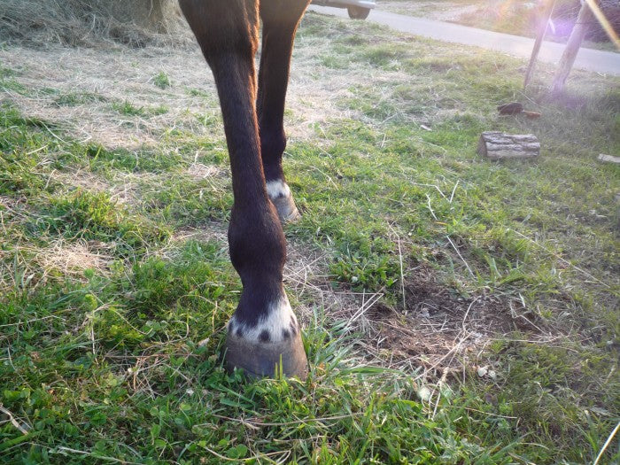 ENTORSE
