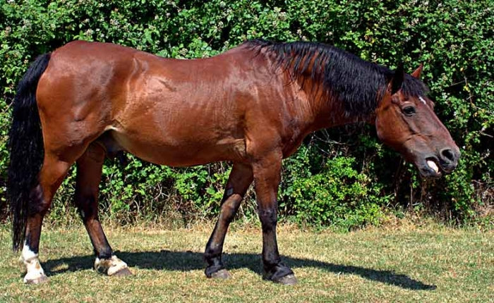 EMPHYSEME PULMONAIRE