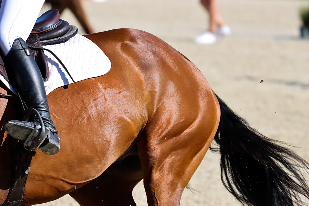 MYALGIE ou DOULEURS MUSCULAIRES