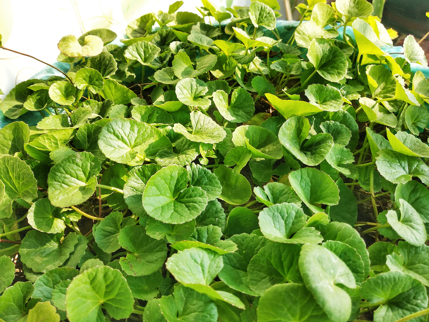 CENTELLA ASIATICA soutien des tendons et ligaments