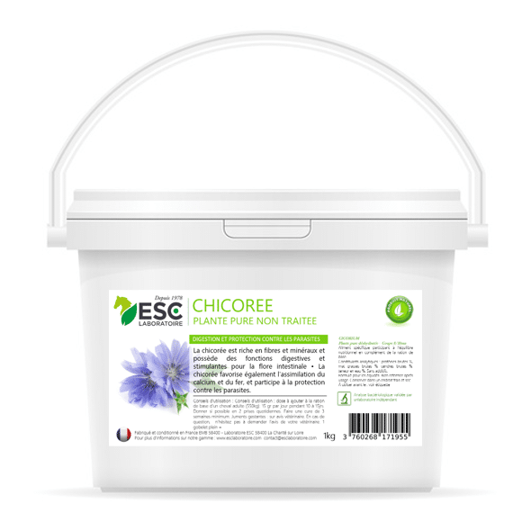 CHICOREE digestion et flore intestinale