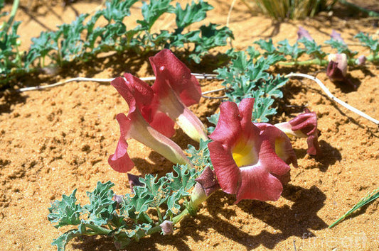HARPAGOPHYTUM raideur et sensibilité articulaire