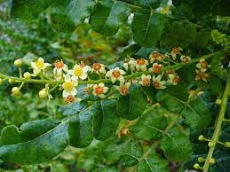 BOSWELLIA SERRATA protection articulaire et pulmonaire