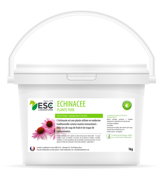 ECHINACEE défences immunitaires