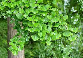 GINKGO BILOBA crculation sanguine