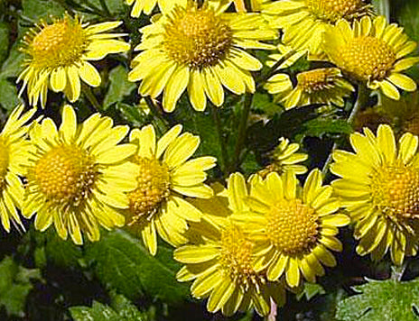 CHRYSANTELLUM engorgement