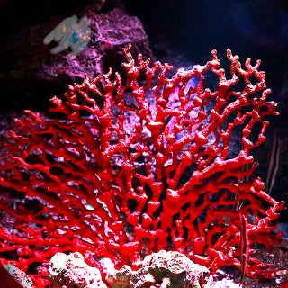 LITHOTHAMNE reminéralisant et acidité gastrique