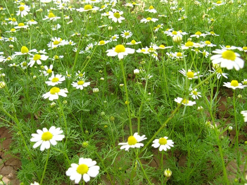 CAMOMILLE MATRICAIRE stress et inconfort digestif