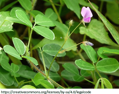 DESMODIUM protection du foie